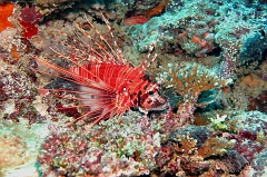 Velidhu - 2013_03_12 - IMG_0568r_Laffe cornu ou poisson diale ou pterois a antennes - Pterois antennata_Wissaradhuni thila_Plongee